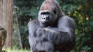 ゴリラのドラミングはオスだけ?叩く理由は? | 生き物語り