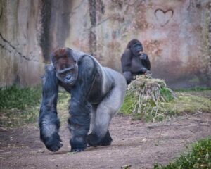 ゴリラのドラミングはオスだけ?叩く理由は? | 生き物語り