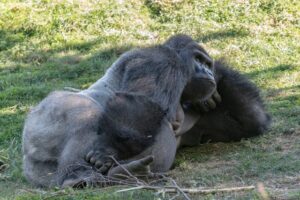 ゴリラのドラミングはオスだけ?叩く理由は? | 生き物語り